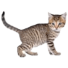Cats & Kittens